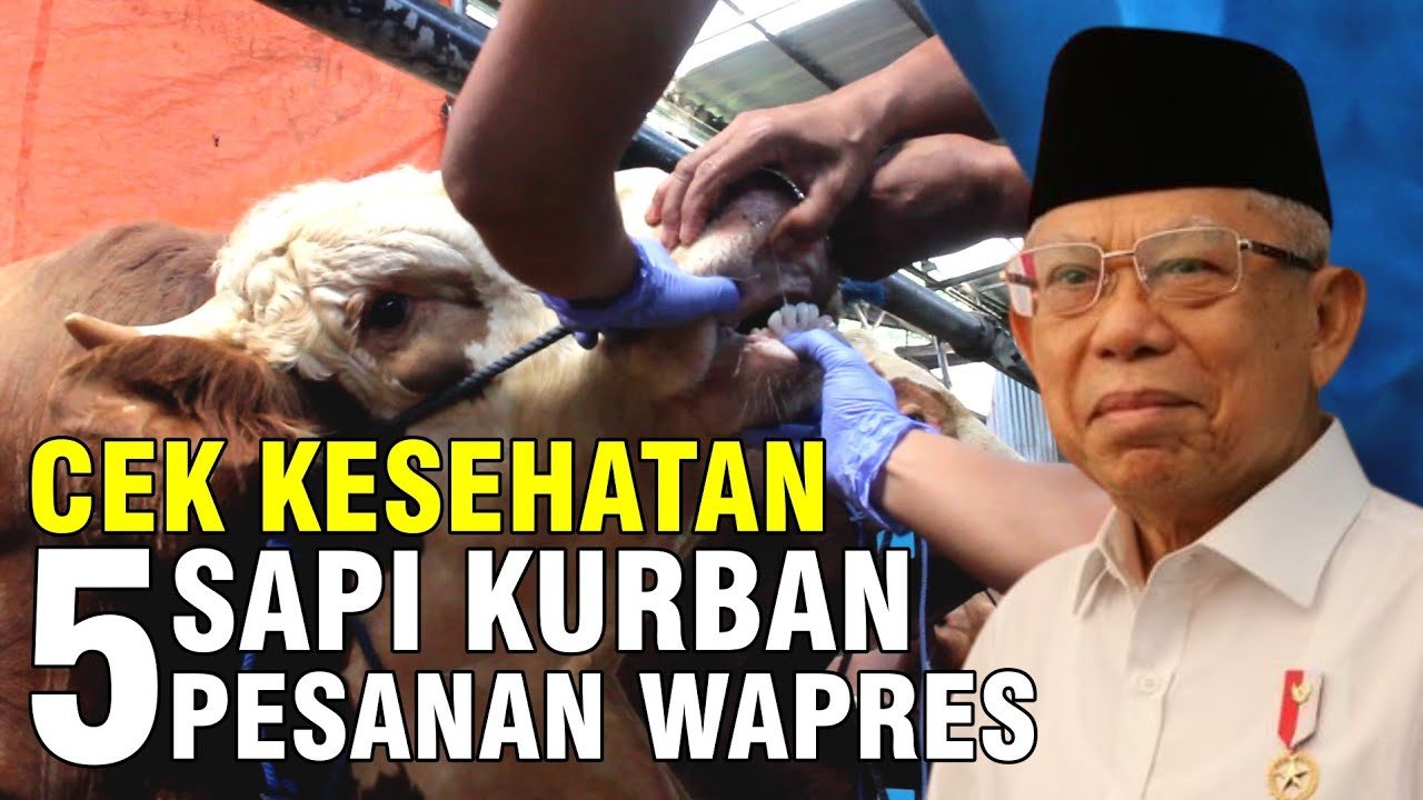 
                                 Cek-Kesehatan-5-Sapi-Kurban-Pesanan-Wapres
